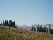 Greater Yellowstone Ecostystem (Grand Teton and Yellowstone)