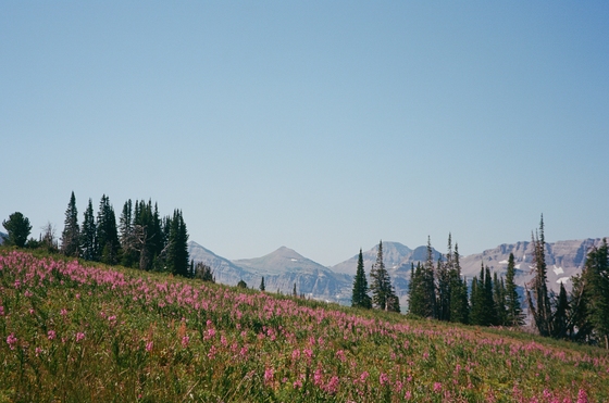 Greater Yellowstone Ecostystem (Grand Teton and Yellowstone)