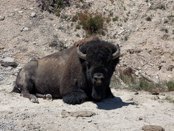 Yellowstone National Park