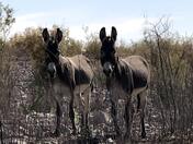 Lake Mead Recreational Area