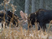 Bull moose sparring