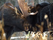 Bull moose sparring
