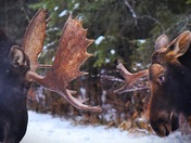 Bull moose sparring