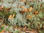 Acadia National Park 