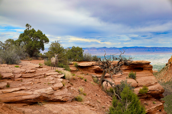 Colorado National Monument
