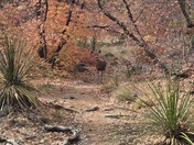 Guadalupe Mountains National Park