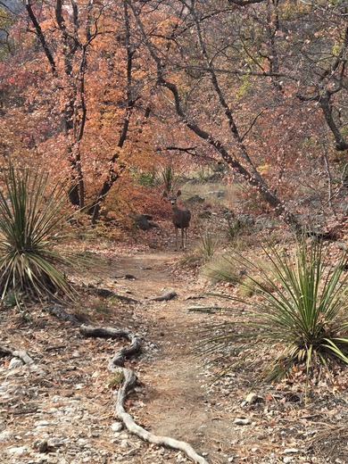 Guadalupe Mountains National Park
