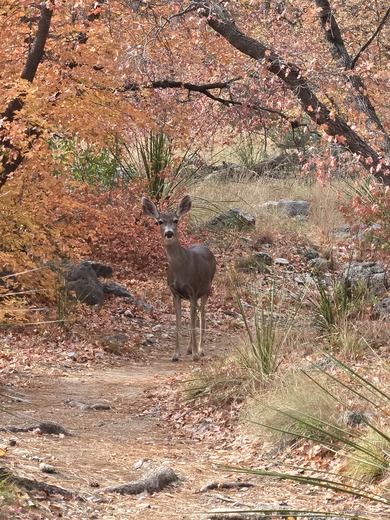 Guadalupe Mountains National Park