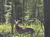 Glacier National Park 