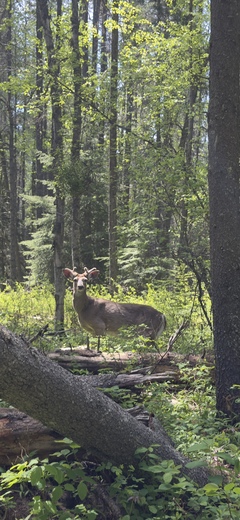 Glacier National Park 