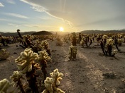 Joshua Tree National Park