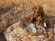 Petrified Forest National Park