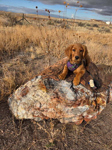 Petrified Forest National Park