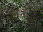Big Cypress National Preserve