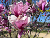 National Mall & Memorial Parks