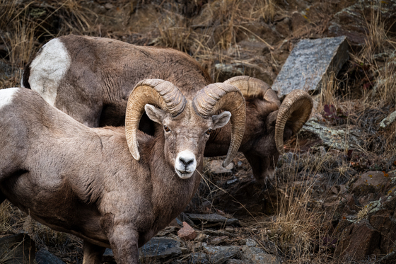 Colorado-Big Thompson Project