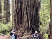 Redwood National Forest 
