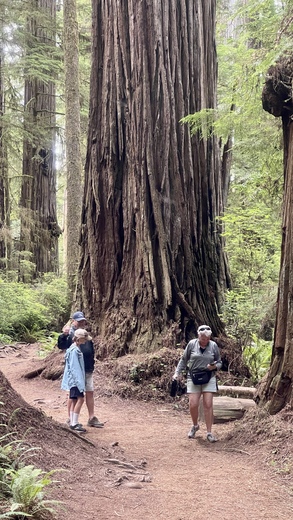 Redwood National Forest 