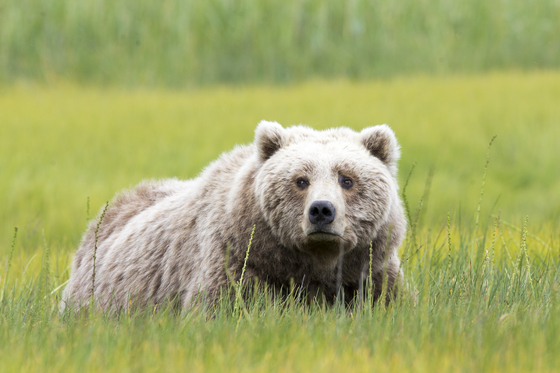 Lake Clark National Park and Preserve