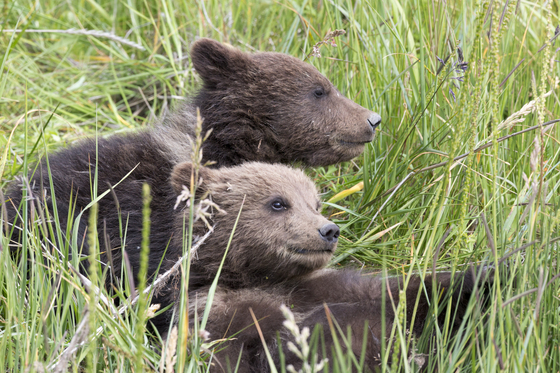 Lake Clark National Park and Preserve