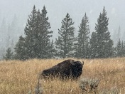 Yellowstone National Park