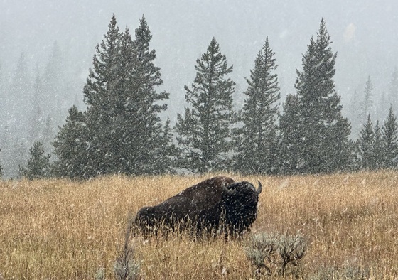 Yellowstone National Park