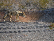 Big Bend National Park