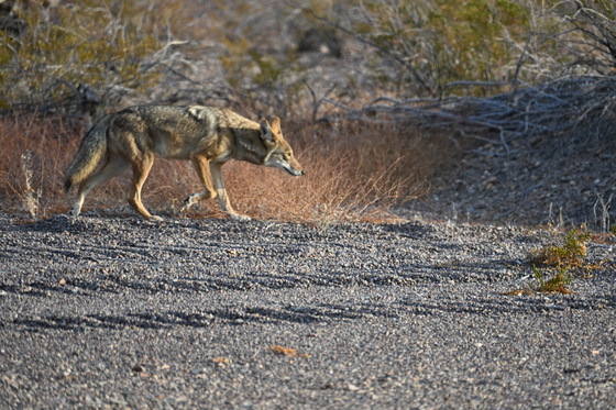 Big Bend National Park