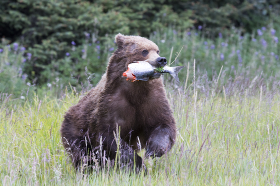 Lake Clark National Park and Preserve