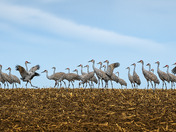 Columbia Basin Wildlife Preserve