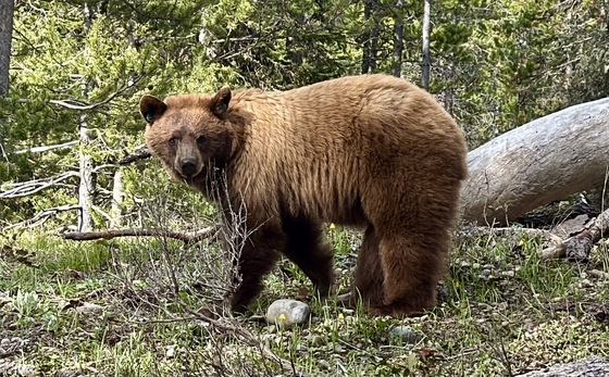 Grand Teton 