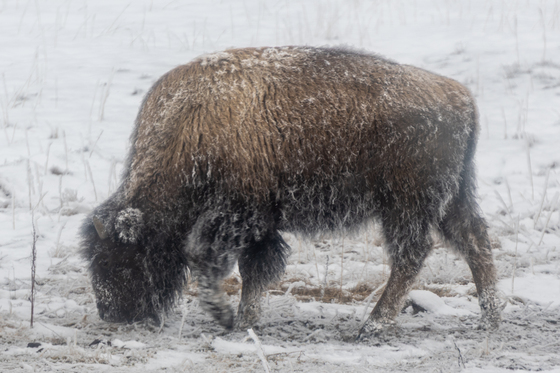 Yellowstone National Park