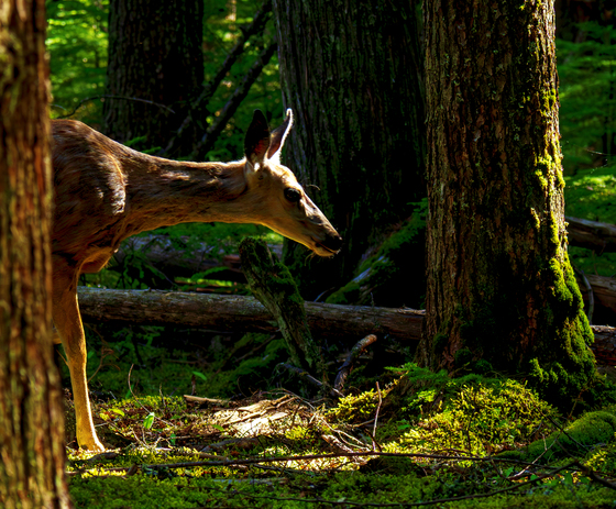 Glacier National Park