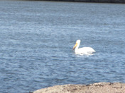 Lewis and Clark Historical Trail in Giant Springs State Park