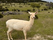 Fossil Rim Wildlife Center