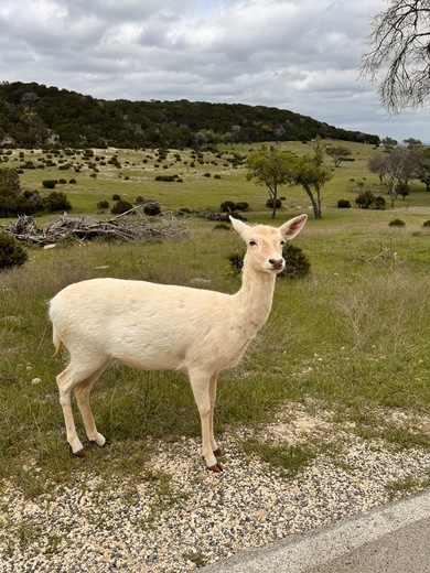 Fossil Rim Wildlife Center