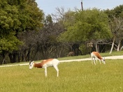 Fossil Rim Wildlife Center