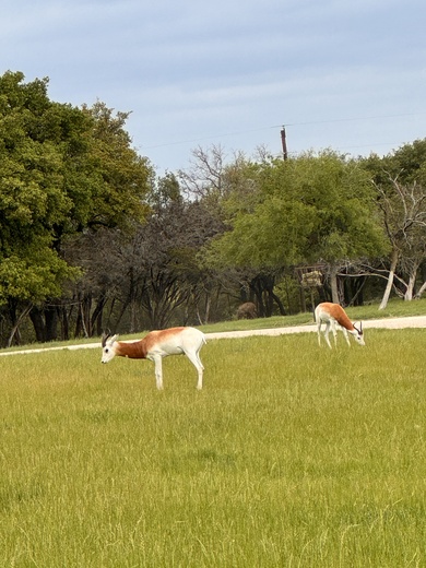 Fossil Rim Wildlife Center