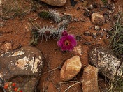 Capital Reef National Park
