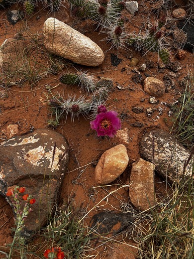 Capital Reef National Park