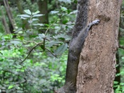 Congaree National Park