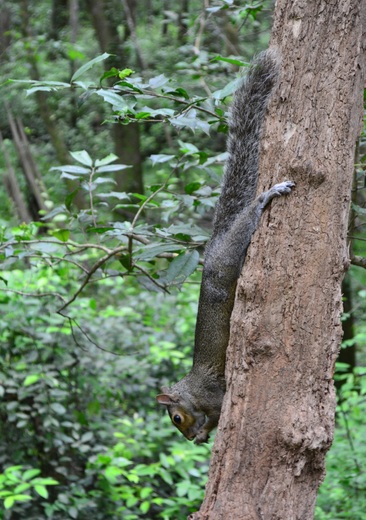 Congaree National Park