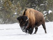 Yellowstone National Park