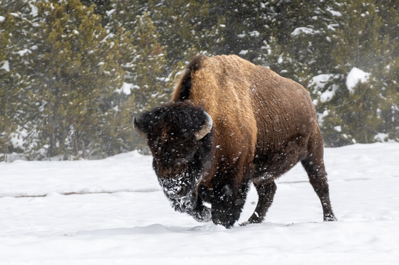 Yellowstone National Park
