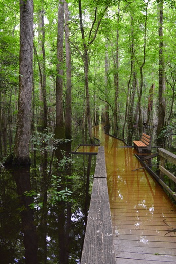 Congaree National Park