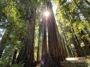 Redwood National Park