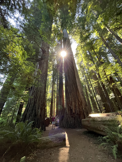 Redwood National Park