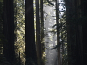 Redwood National Park