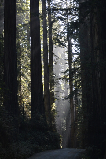 Redwood National Park