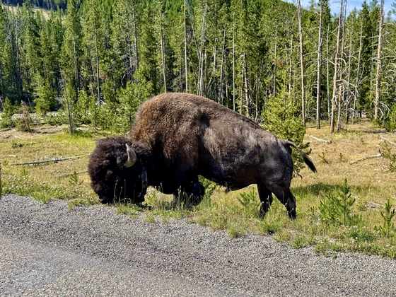 Yellowstone National Park